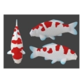 Weitere Koi-Magnet Variante