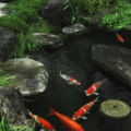 Detailansicht Mountain Tree Koi Pond S