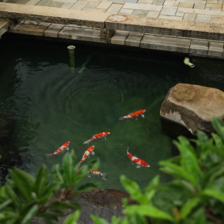 Mountain Tree Koi Pond aus Glas mit Koi