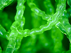 Spiral_3d_Struktur_Spiralfoermige_Filtermatte_biochemische_Filteration_Detail