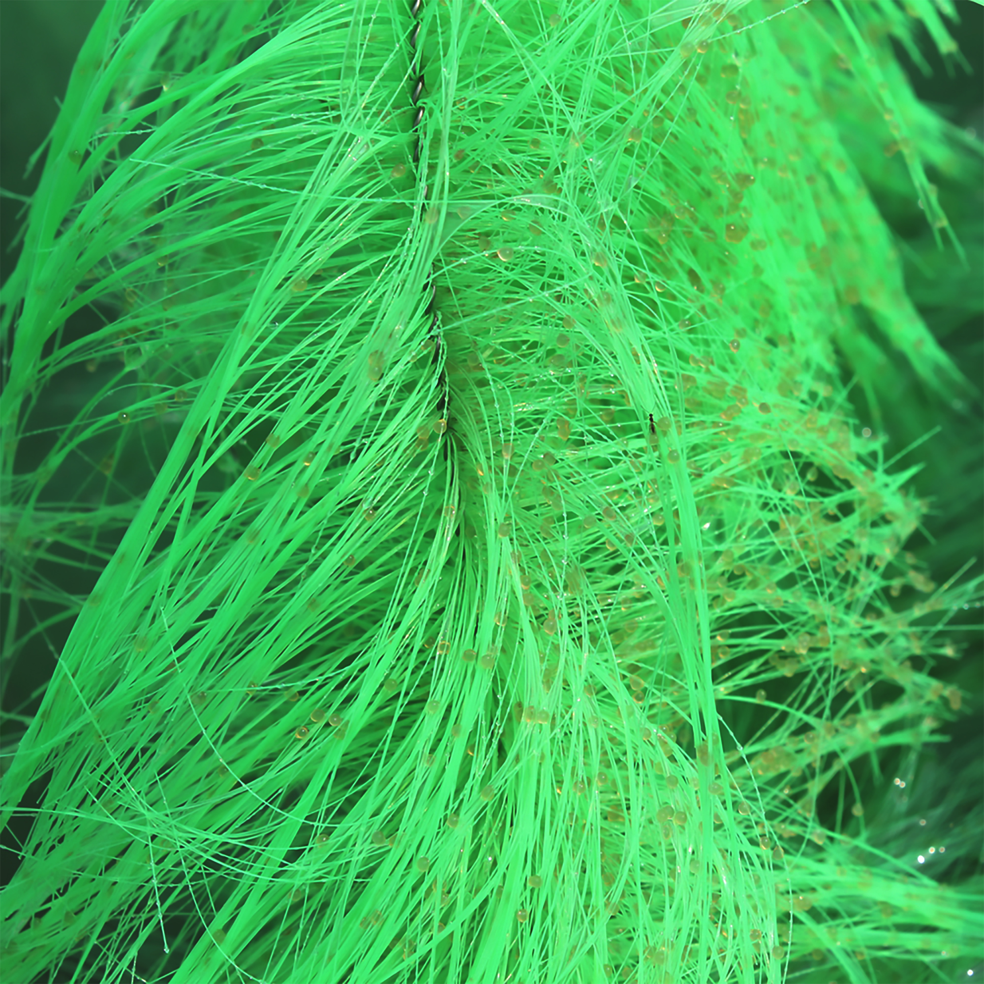 Leichbuerste_Koieier_Details_Mountain_Tree