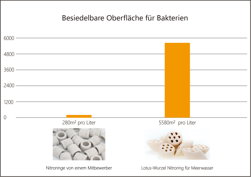 Meerwasser_Lotus_Wurzel_-Nitroring_Oberglaeche_Vergleich